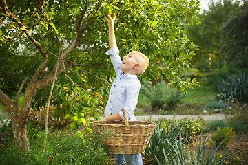 Image showing Happy little boy during picking apples in a garden outdoors. Love, family, lifestyle, harvest concept.