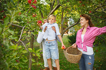 Image showing Happy young family during picking apples in a garden outdoors. Love, family, lifestyle, harvest concept.