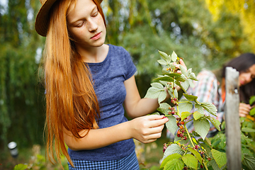 Image showing Happy little girl during picking berries in a garden outdoors. Love, family, lifestyle, harvest concept.