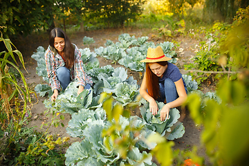 Image showing Happy family during picking cabbage in a garden outdoors. Love, family, lifestyle, harvest concept.