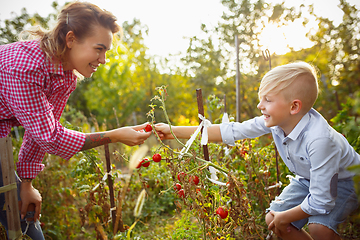 Image showing Happy young family during picking berries in a garden outdoors. Love, family, lifestyle, harvest concept.