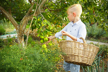 Image showing Happy little boy during picking apples in a garden outdoors. Love, family, lifestyle, harvest concept.