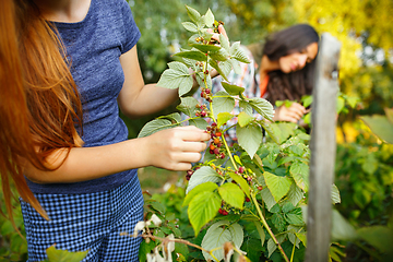 Image showing Happy little girl during picking berries in a garden outdoors. Love, family, lifestyle, harvest concept.