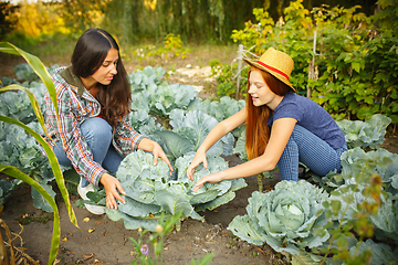 Image showing Happy family during picking cabbage in a garden outdoors. Love, family, lifestyle, harvest concept.