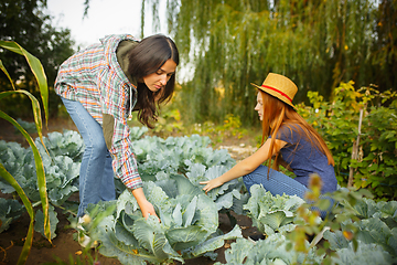 Image showing Happy family during picking cabbage in a garden outdoors. Love, family, lifestyle, harvest concept.