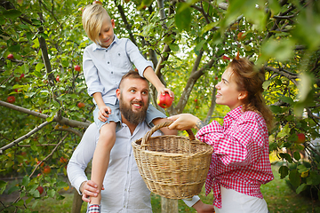 Image showing Happy young family during picking apples in a garden outdoors. Love, family, lifestyle, harvest concept.