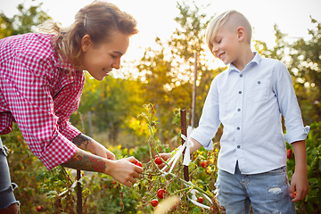 Image showing Happy young family during picking berries in a garden outdoors. Love, family, lifestyle, harvest concept.