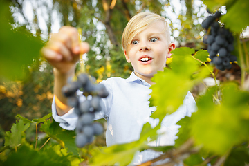 Image showing Happy little boy during picking grape in a garden outdoors. Love, family, lifestyle, harvest concept.