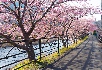 Image showing Sakura flower in kawazu