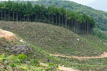 Image showing Natural landscape and field