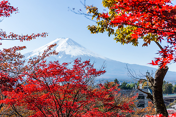 Image showing Maple tree and mountain Fuji