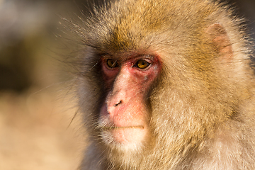 Image showing Monkey