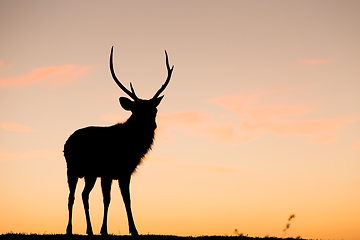 Image showing Wild Deer Stag with sunset