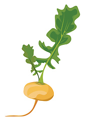 Image showing Yellow turnip, vector or color illustration.