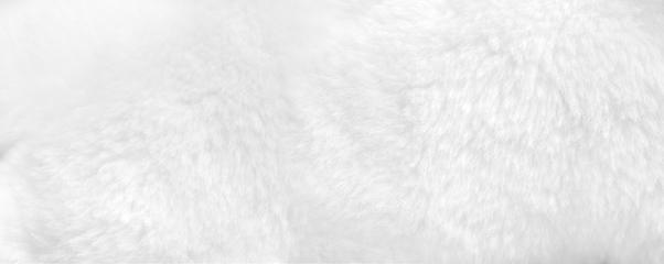 Image showing White fur background close up view. Banner