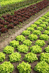 Image showing Lettuces in the fields