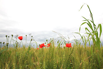 Image showing Poppies 