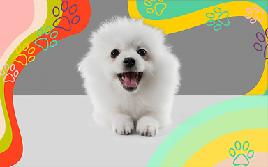 Image showing Studio shot of Spitz dog isolated on bright, modern illustrated background.
