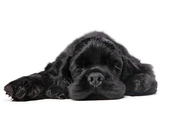 Image showing Studio shot of american cocker spaniel on black studio background