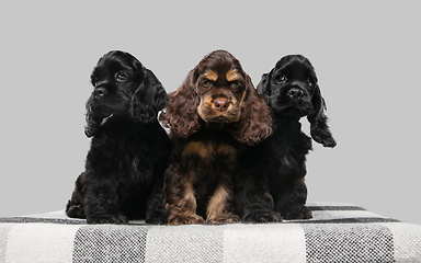 Image showing Studio shot of american cocker spaniel on grey studio background