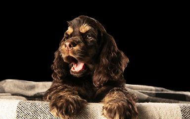 Image showing Studio shot of american cocker spaniel on black studio background