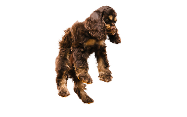 Image showing Studio shot of american cocker spaniel on white studio background