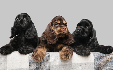 Image showing Studio shot of american cocker spaniel on grey studio background