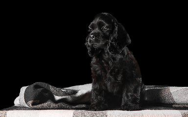 Image showing Studio shot of american cocker spaniel on black studio background