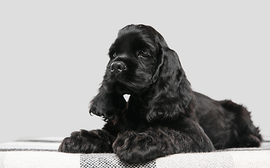 Image showing Studio shot of american cocker spaniel on grey studio background