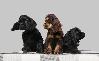 Image showing Studio shot of american cocker spaniel on grey studio background