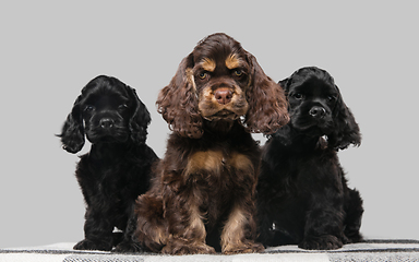 Image showing Studio shot of american cocker spaniel on grey studio background