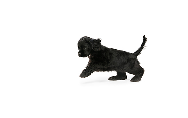 Image showing Studio shot of american cocker spaniel on white studio background