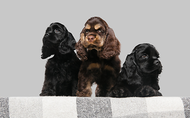 Image showing Studio shot of american cocker spaniel on grey studio background