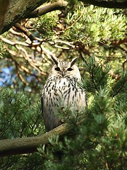 Image showing Eurasian Eagle-owl