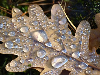 Image showing Water Drops