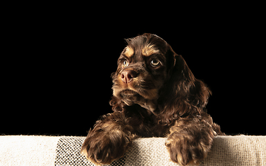 Image showing Studio shot of american cocker spaniel on black studio background