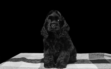 Image showing Studio shot of american cocker spaniel on black studio background