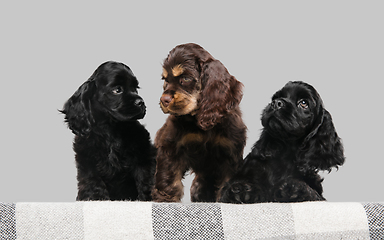 Image showing Studio shot of american cocker spaniel on grey studio background