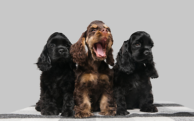 Image showing Studio shot of american cocker spaniel on grey studio background