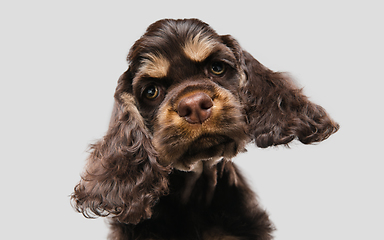 Image showing Studio shot of american cocker spaniel on grey studio background