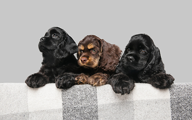 Image showing Studio shot of american cocker spaniel on grey studio background