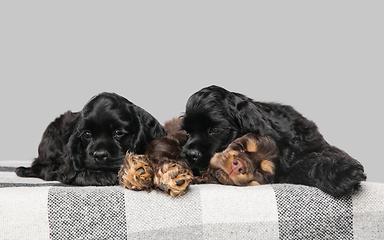 Image showing Studio shot of american cocker spaniel on grey studio background