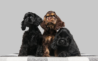 Image showing Studio shot of american cocker spaniel on grey studio background