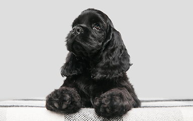 Image showing Studio shot of american cocker spaniel on grey studio background