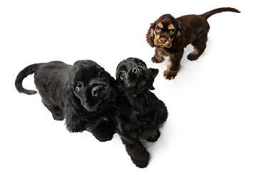 Image showing Studio shot of american cocker spaniel on white studio background