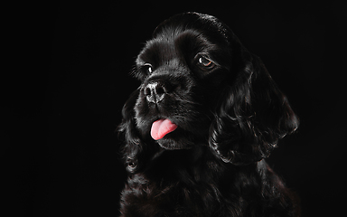 Image showing Studio shot of american cocker spaniel on black studio background