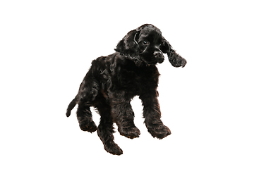 Image showing Studio shot of american cocker spaniel on white studio background