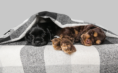 Image showing Studio shot of american cocker spaniel on grey studio background