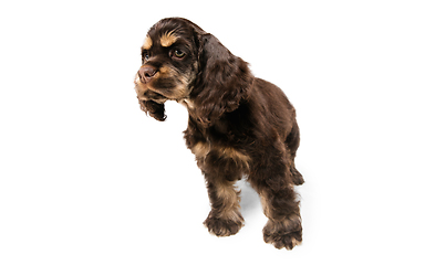 Image showing Studio shot of american cocker spaniel on white studio background