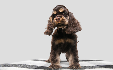 Image showing Studio shot of american cocker spaniel on grey studio background